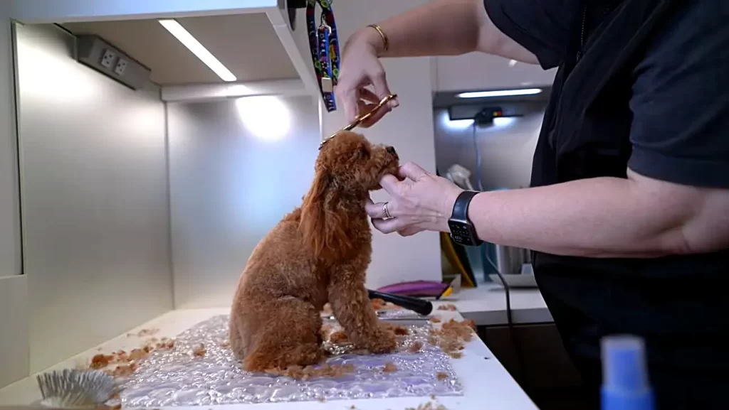 Luxury Groomer Featured by Time Out America: Premium In-Home Dog Grooming in NYC