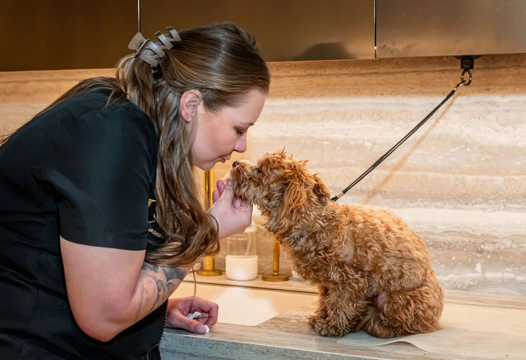Luxury Groomer - Best In-Home Dog Groomer in Manhattan 2025
