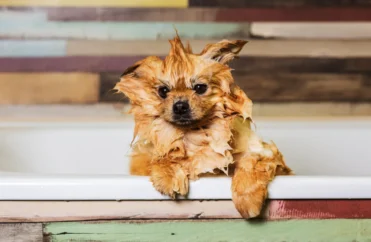 10 Best Groomers In NYC Who Will Get Your Pet Ready For The Puparazzi